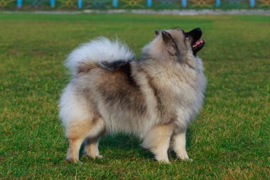 Köpek doğurmak keeshond ayakta yeşil çimenlerin üzerinde
