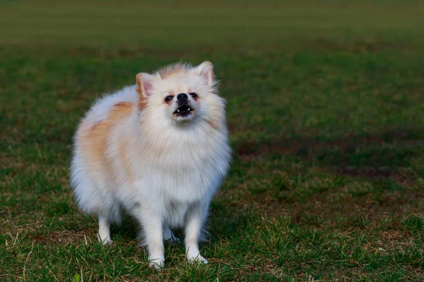 Pequeño Pomeranian Spitz Pie Sobre Hierba Verde Parque — Foto de Stock