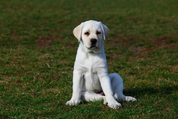 Pequeño Cachorro Raza Labrador Sienta Sobre Hierba Verde Parque — Foto de Stock