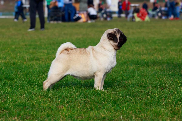 Der Hunderasse Mops Steht Auf Grünem Gras — Stockfoto