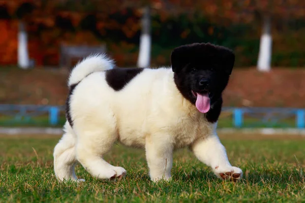 Lilla Valp Rasen American Akita Promenader Parken Och Visar Tungan — Stockfoto