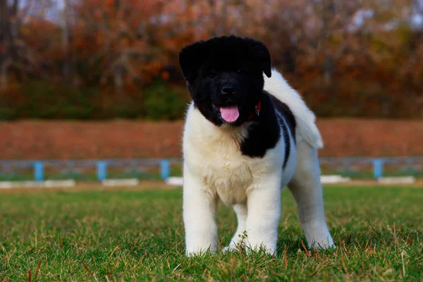 美国秋田品种的小狗站在公园里 露出舌头 — 图库照片