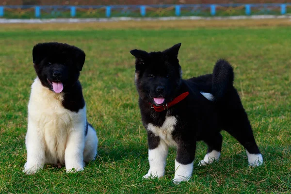 Dois Filhotes Cachorro Raça Akita Americana Parque — Fotografia de Stock