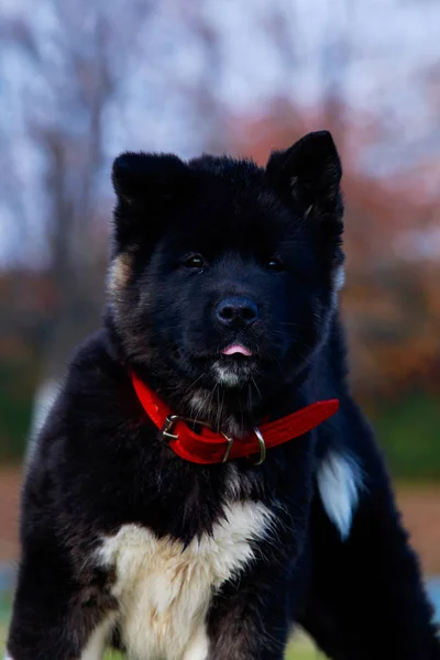 Petit Chiot Race Akita Américaine Tient Dans Parc Montre Langue — Photo