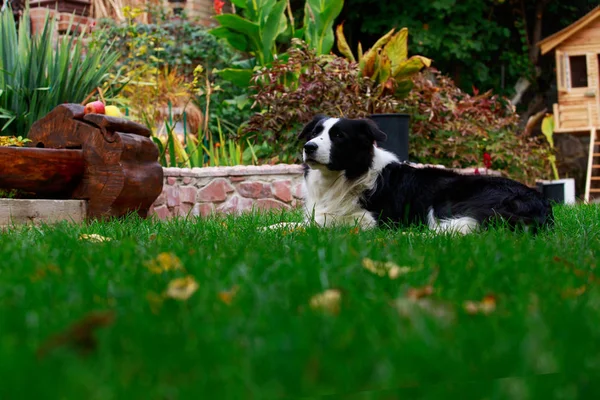 Hunderasse Border Collie Legt Sich Auf Grünes Gras — Stockfoto