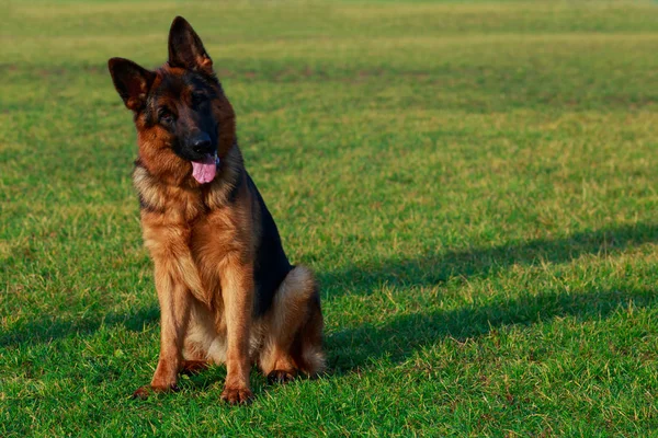 Perro Raza Pastor Alemán Está Sentado Una Hierba Verde Parque — Foto de Stock