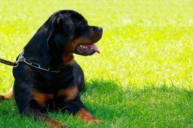Köpek doğurmak Rottweiler Park yeşil çimenlerin üzerinde