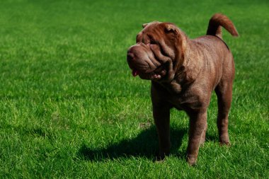 Shar Pei köpek ayakta yeşil çimenlerin üzerinde
