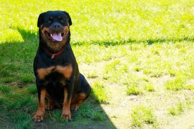 Köpek doğurmak Rottweiler Park yeşil çimenlerin üzerinde