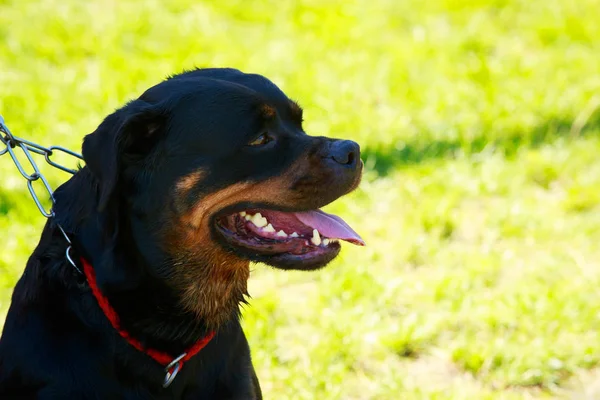 Порода Собак Rottweiler Парке Крупным Планом Желтом Фоне — стоковое фото