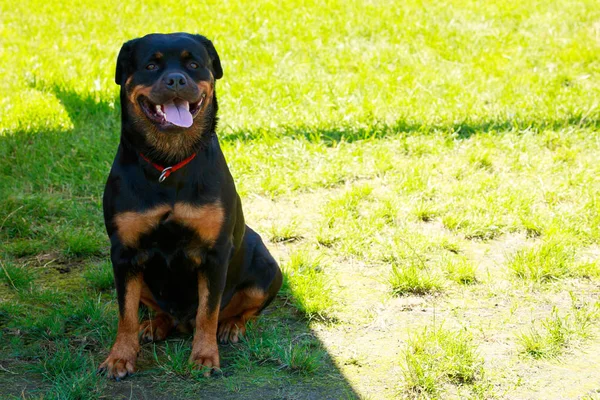 狗养殖 Rottweiler 在公园在绿草 — 图库照片