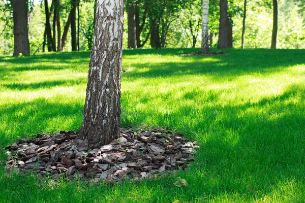 Hierba Verde Con Corteza Pino — Foto de Stock