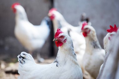 Başında kırmızı taç beyaz yerli tavuk portresi