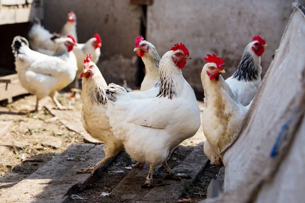 Retrato Gallina Blanca Doméstica Con Cresta Roja Cabeza — Foto de Stock