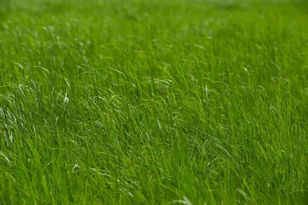 Tle Zielonej Trawy Bliska — Zdjęcie stockowe