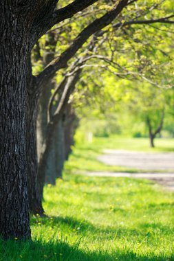 Arka planını yaz renkleri sokakta meşe peyzaj