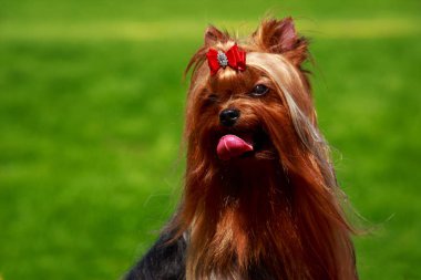 Köpek cinsi Yorkshire Teriyeri