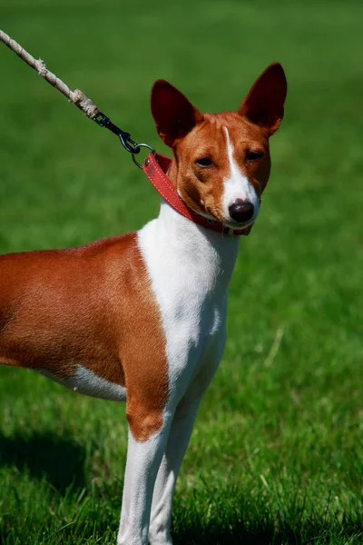 Raça de cães Basenji — Fotografia de Stock