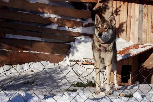 Laika da Sibéria Ocidental — Fotografia de Stock