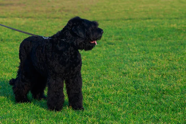 Cane razza Russian Black Terrier — Foto Stock