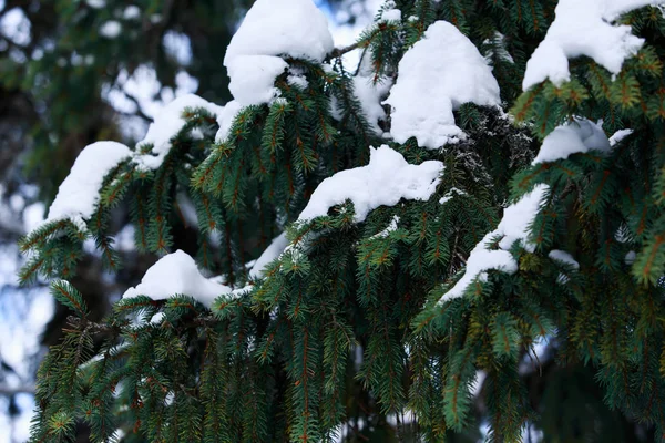 Snow covered fir branches — Stock Photo, Image