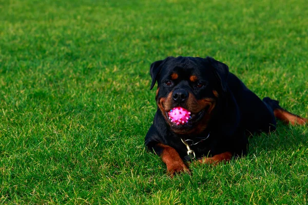 Pies rasy rottweiler — Zdjęcie stockowe