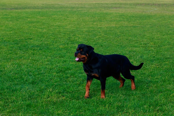 Köpek doğurmak rottweiler — Stok fotoğraf