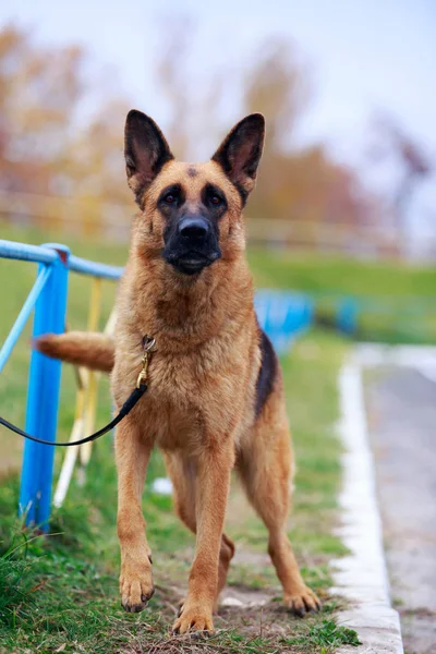 Dog breed German Shepherd — Stock Photo, Image