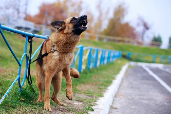 Hodowla psów owczarek niemiecki — Zdjęcie stockowe