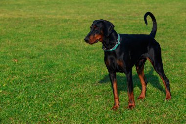 Köpek doğurmak Litvanyalı tazı