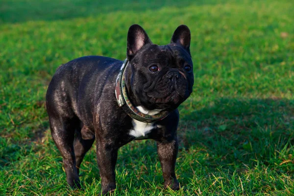 Порода собак французский бульдог — стоковое фото