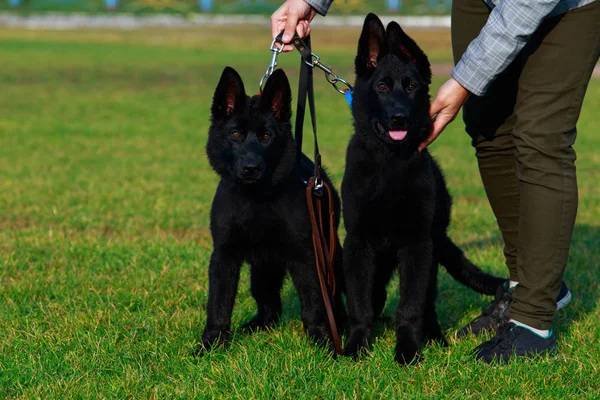 Los perros crían pastor alemán — Foto de Stock