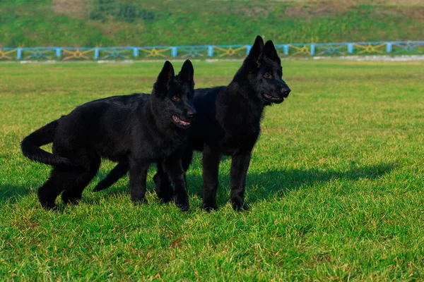 Chiens de race berger allemand — Photo