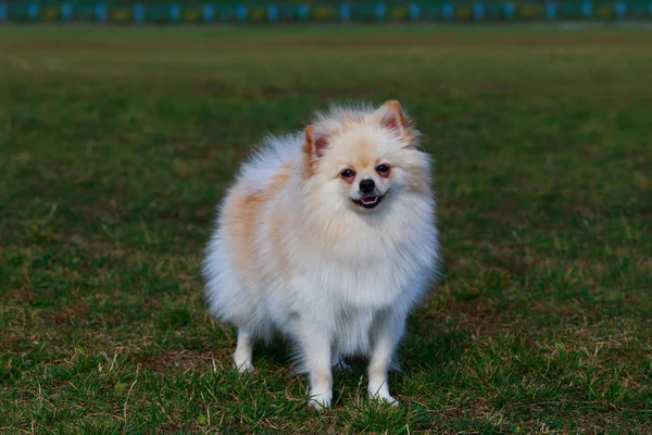 Ο σκύλος φυλή pomeranian spitz — Φωτογραφία Αρχείου