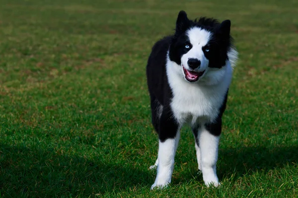 Σκύλοs breed κόλλεϊ συνόρων — Φωτογραφία Αρχείου