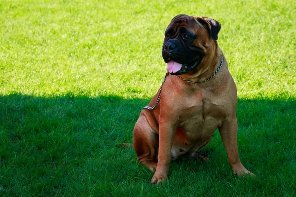 Pies rasy Bullmastiff — Zdjęcie stockowe