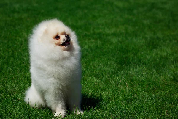 El perro crianza pomeranian spitz —  Fotos de Stock