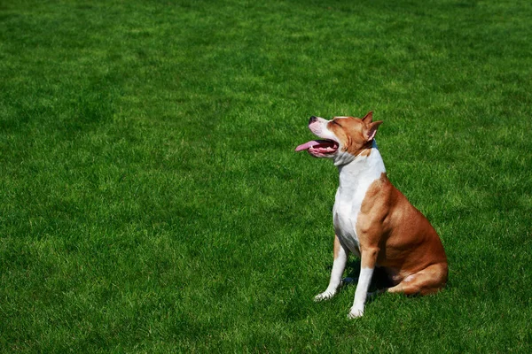 Raça de cães Staffordshire Terrier — Fotografia de Stock