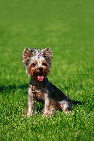 Hund ras yorkshire terrier — Stockfoto