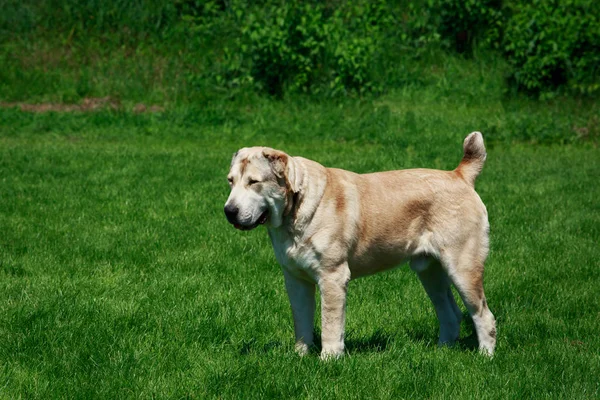 Dog breed Alabai — Stock Photo, Image