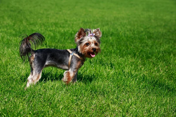 Raza de perro yorkshire terrier — Foto de Stock