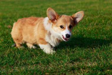 köpek doğurmak Galce corgi pembroke