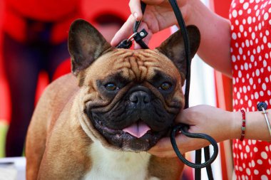 Köpek cinsi Fransız bulldog.