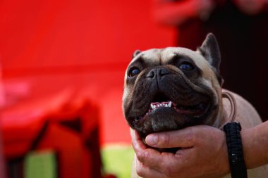 Köpek cinsi Fransız bulldog.