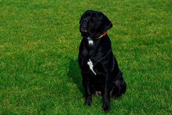 Dog breed Italiano Cane Corso — 스톡 사진