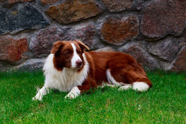 Hunderasse Border Collie — Stockfoto