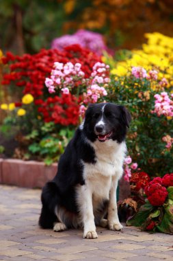 Köpek doğurmak kenar kömür ocağı