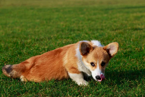 Race de chien gallois Corgi Pembroke — Photo