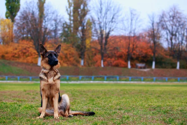 Hunderasse Deutscher Schäferhund — Stockfoto