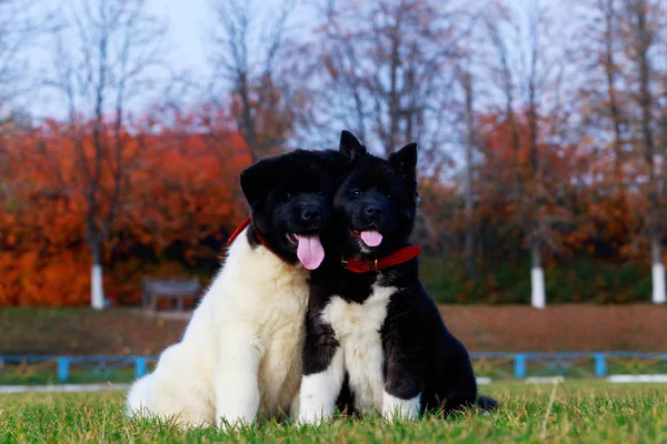 美国秋田的犬种 — 图库照片